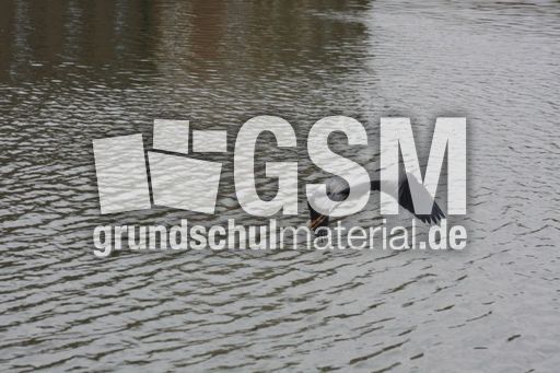 Graureiher-A 234.jpg